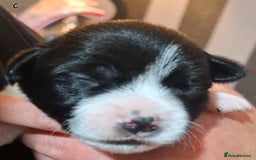 Mixed Breed dogs for sale: Male Lhasa Jack 11 weeks old - Image 11