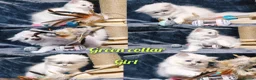 British Longhair cats for sale: Black silver shaded kitten - Advert 16