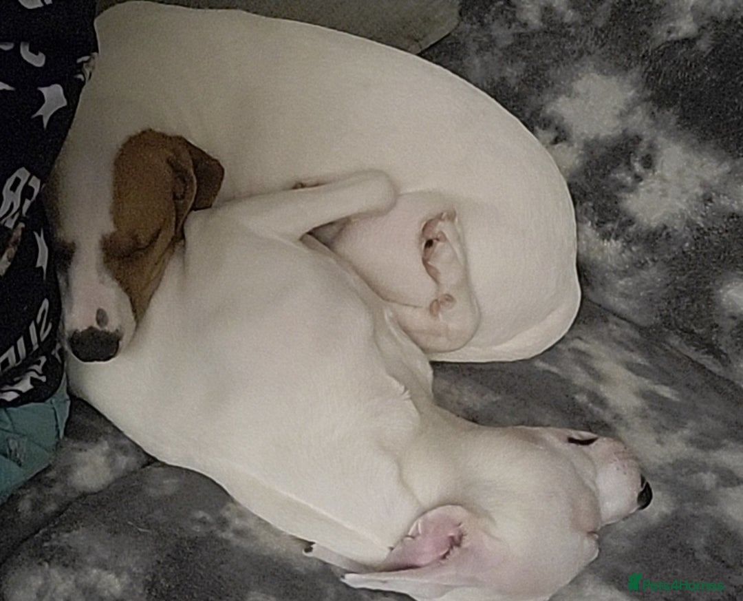 Staffordshire Bull Terrier dogs for sale: Two peas in a pod, staffys must go together  - Advert 5