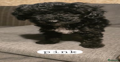 Toy Poodle dogs - Advert 1