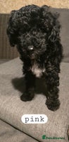 Toy Poodle dogs - Advert 1