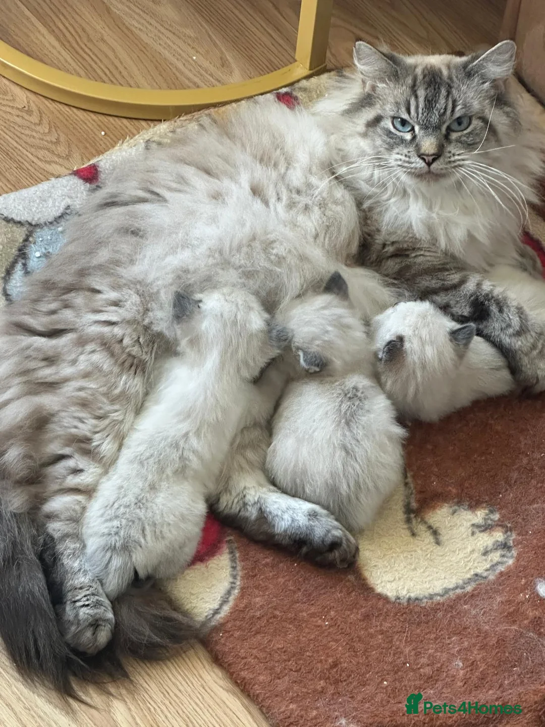 Ragdoll cats for sale: Ragdoll kittens - Advert 1