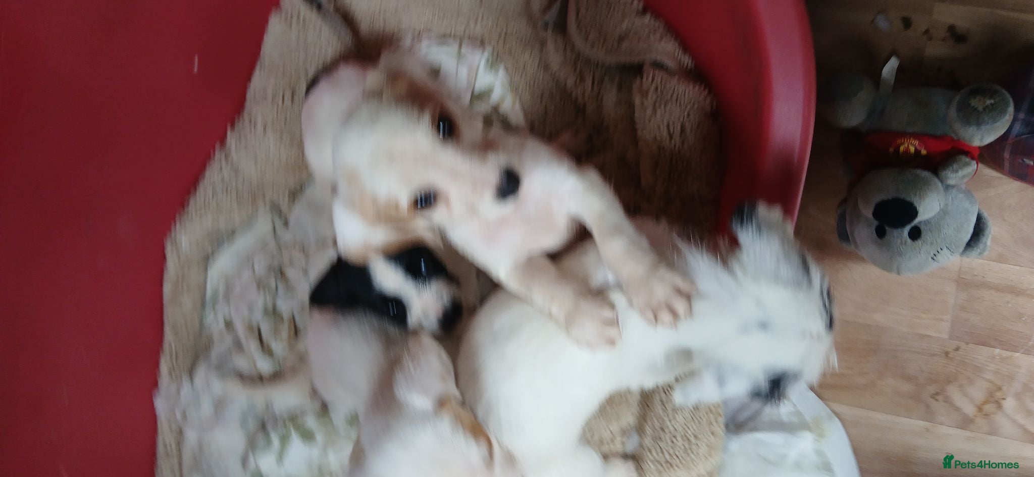 Jack Russell dogs Jack russell puppys - Advert 9