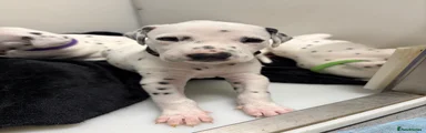 Dalmatian 1