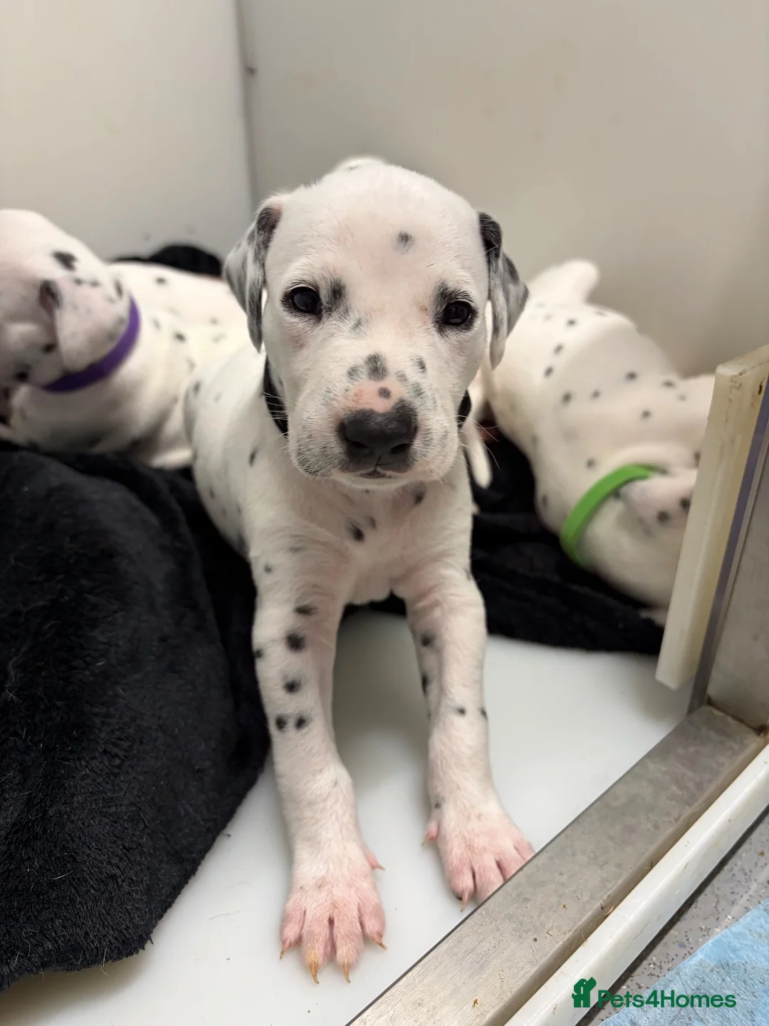 Dalmatian dogs for sale: Dalmatian puppies - Advert 26