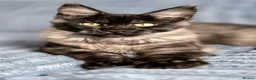 Maine Coon cats for sale: Maine Coon kittens, 2 girls , 1 boy  - Advert 7