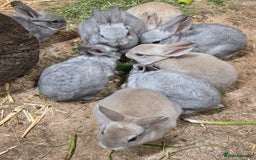 Rex rabbits for sale: Gorgeous rex rabbits - Image 7