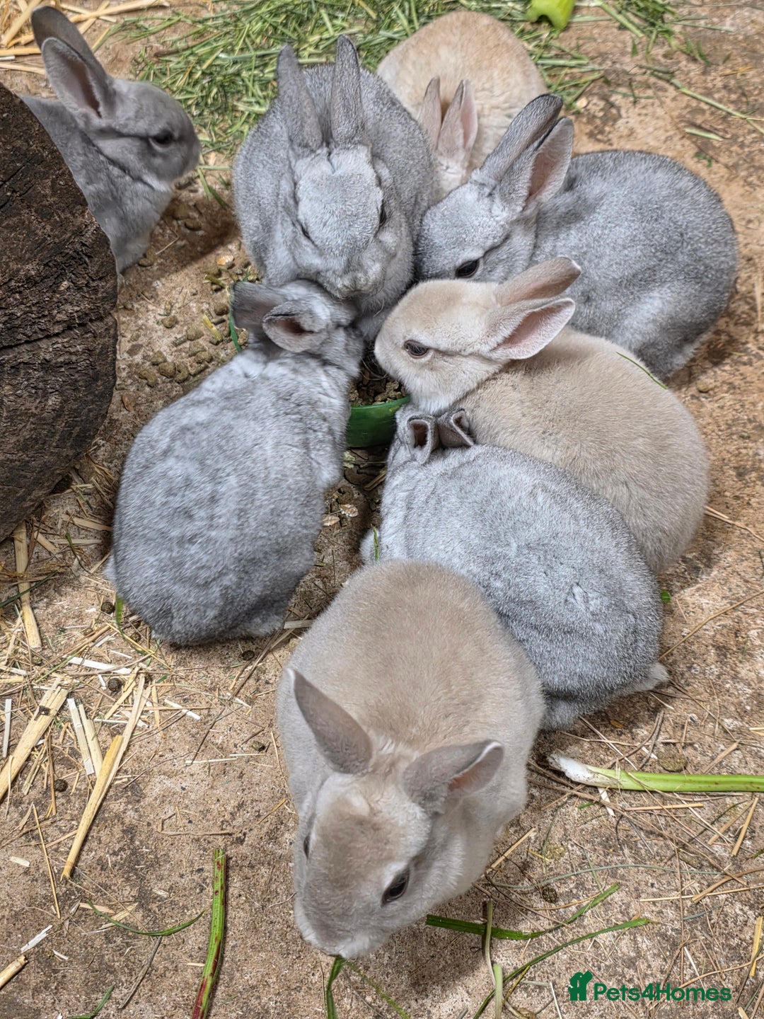 Rex rabbits for sale: Gorgeous rex rabbits - Image 7
