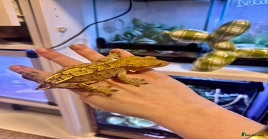 Gecko reptiles - Advert 4
