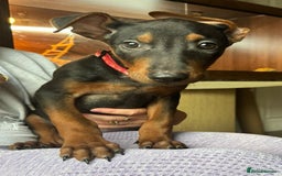 Mixed Breed dogs for sale: Chinese Red Dogs - Image 27