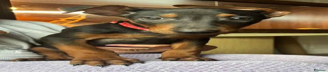 Mixed Breed Puppy 6