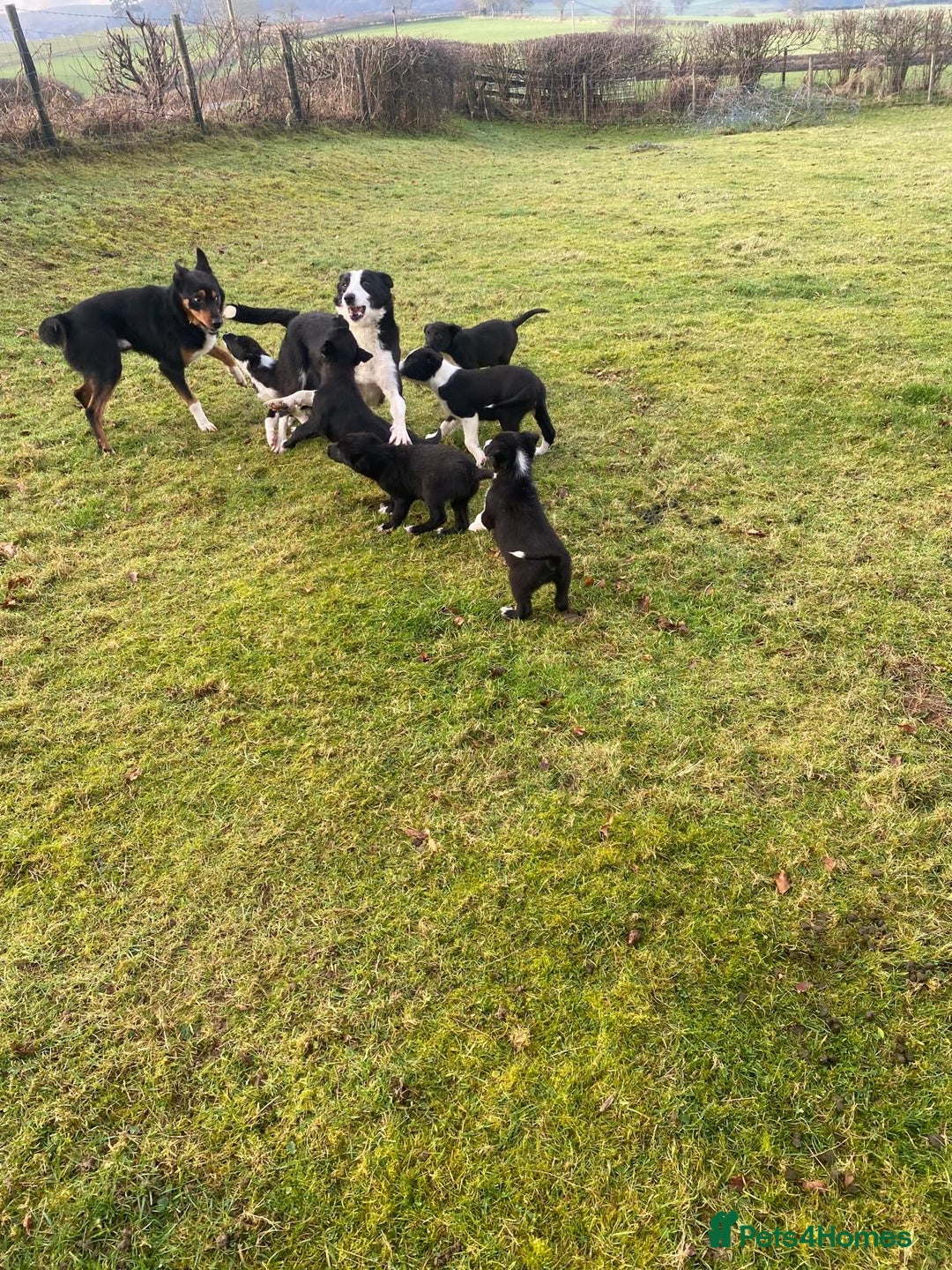 Mixed Breed dogs for sale: Beautiful Kelpie X Border Collie Puppies For Sale - Advert 18