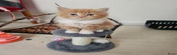 British Shorthair cats for sale: BRITISH SHORTHAIR AND BRITISH LONGHAIR  in Walsall - Advert 5