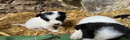 Border Collie dogs for sale: Cute border collies from Working parents - Advert 16