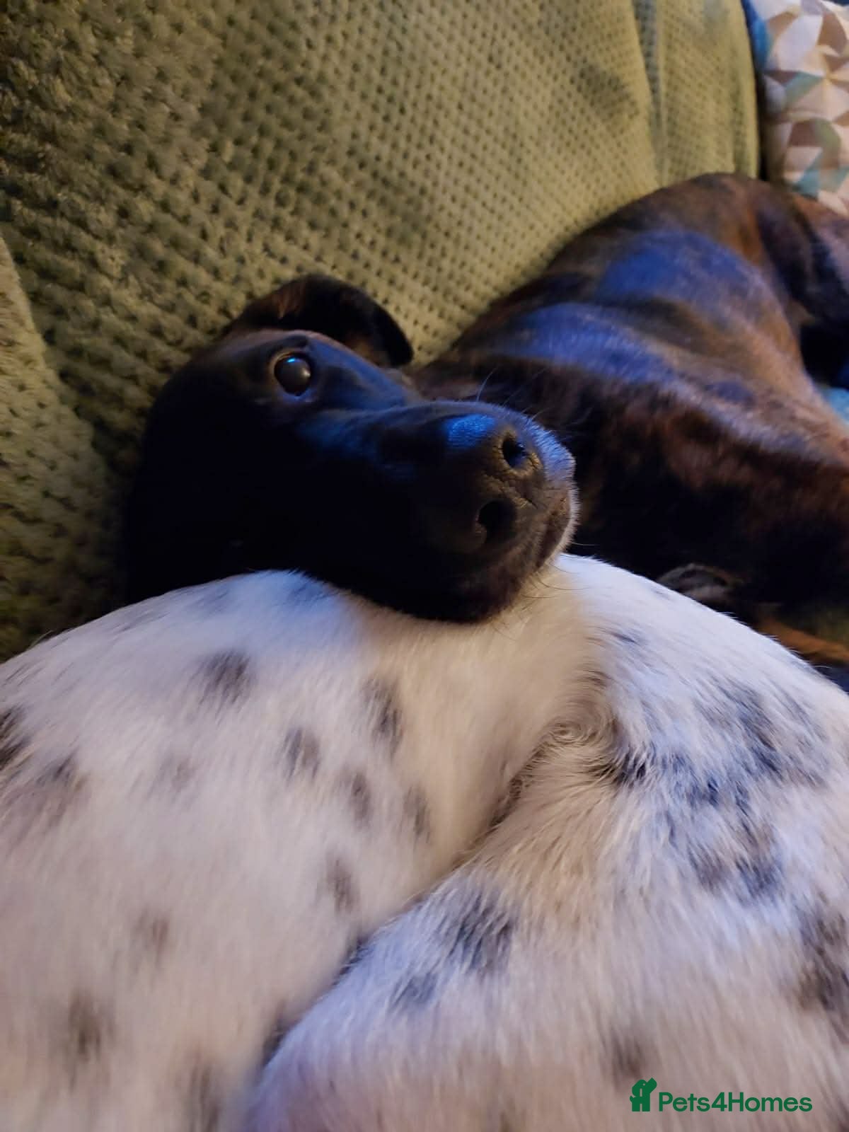 Mixed Breed dogs Hux needs a forever home  - Advert 3