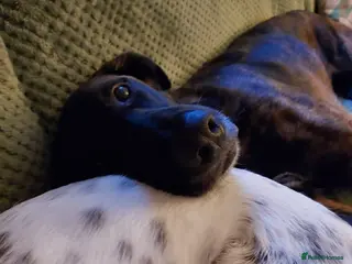 Mixed Breed dogs Hux needs a forever home - Advert 3