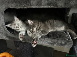 Maine Coon cats Pedigree TICA Registered Maine Coon Large - Advert 9