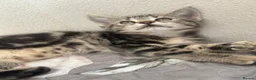 Mixed Breed cats for sale: Stunning Kittens looking for their forever homes - Advert 11