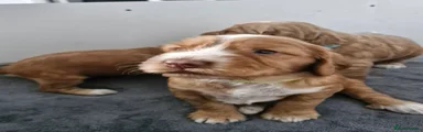 Cockapoo 4