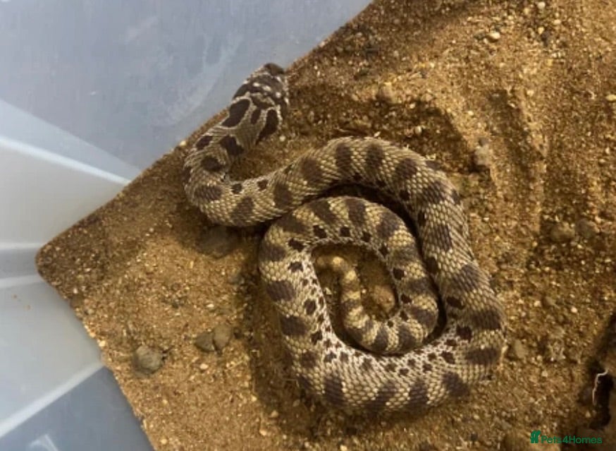 Snake reptiles REHOME - hognose snake 1 and half years old approx - Advert 11