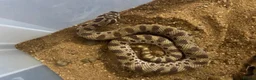 Snake reptiles for sale: REHOME - hognose snake 1 and half years old approx - Advert 1