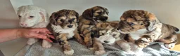 Cockapoo dogs for sale: Adorable Cockapoo Puppies - Advert 1