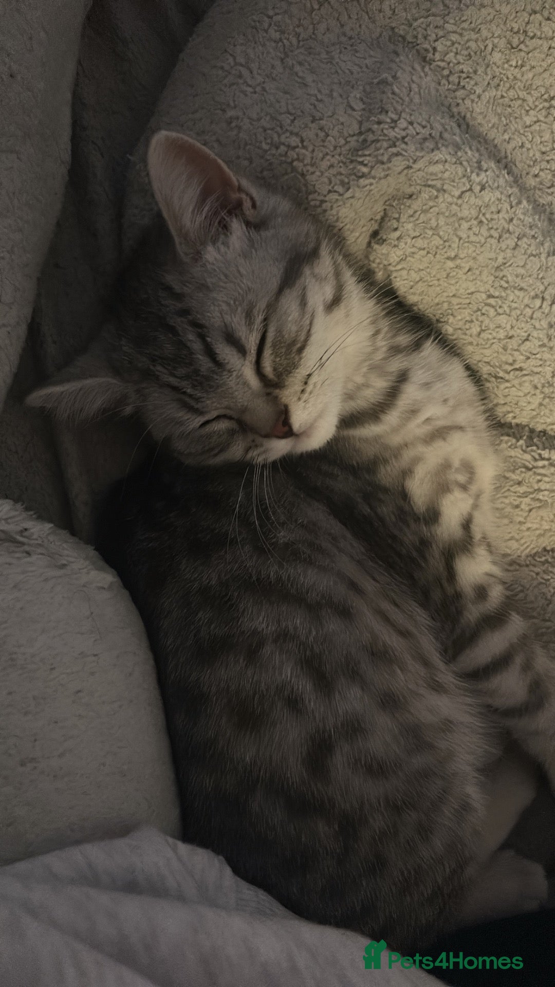 Mixed Breed cats Kitten For Sale - Advert 15