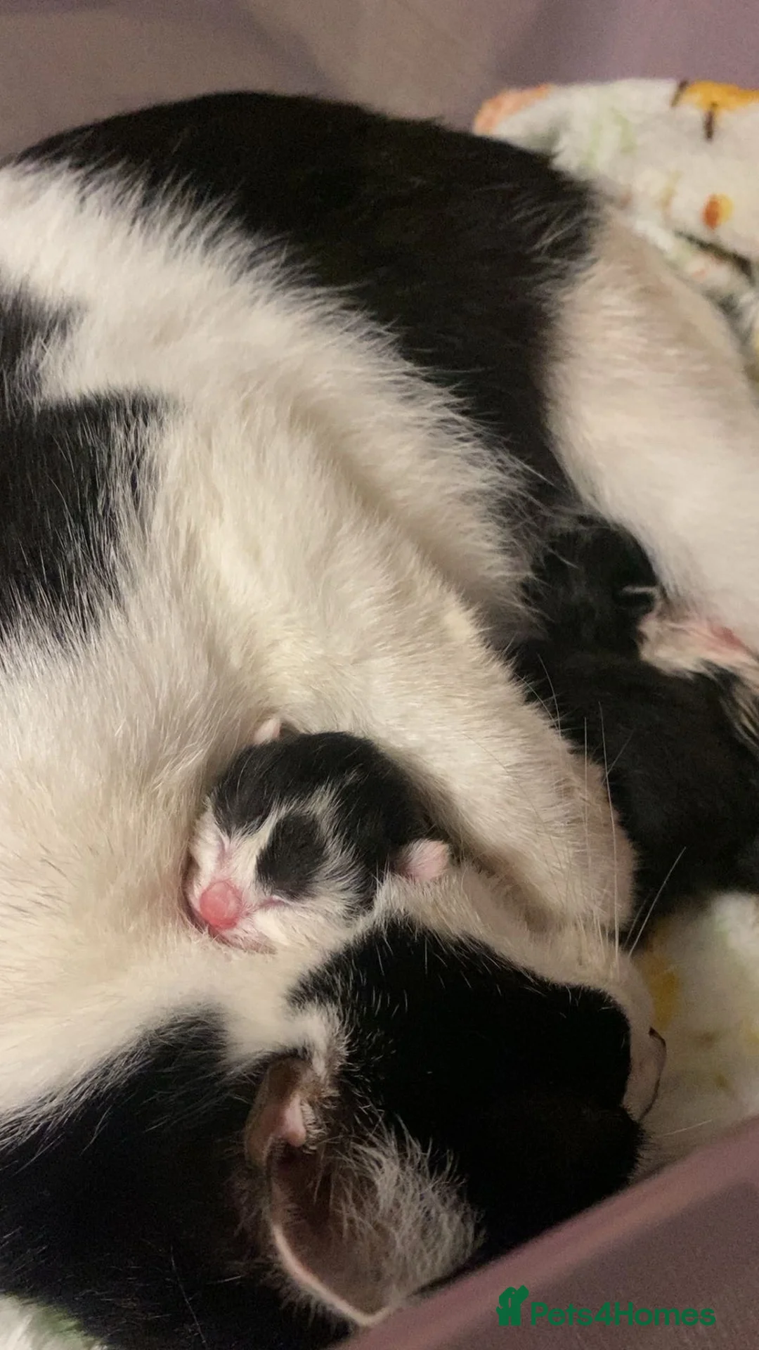 Mixed Breed cats for sale: Two little girls wanting a forever home - Advert 1