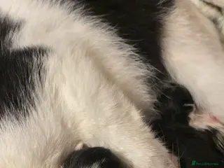 Mixed Breed cats Two little girls wanting a forever home - Advert 2