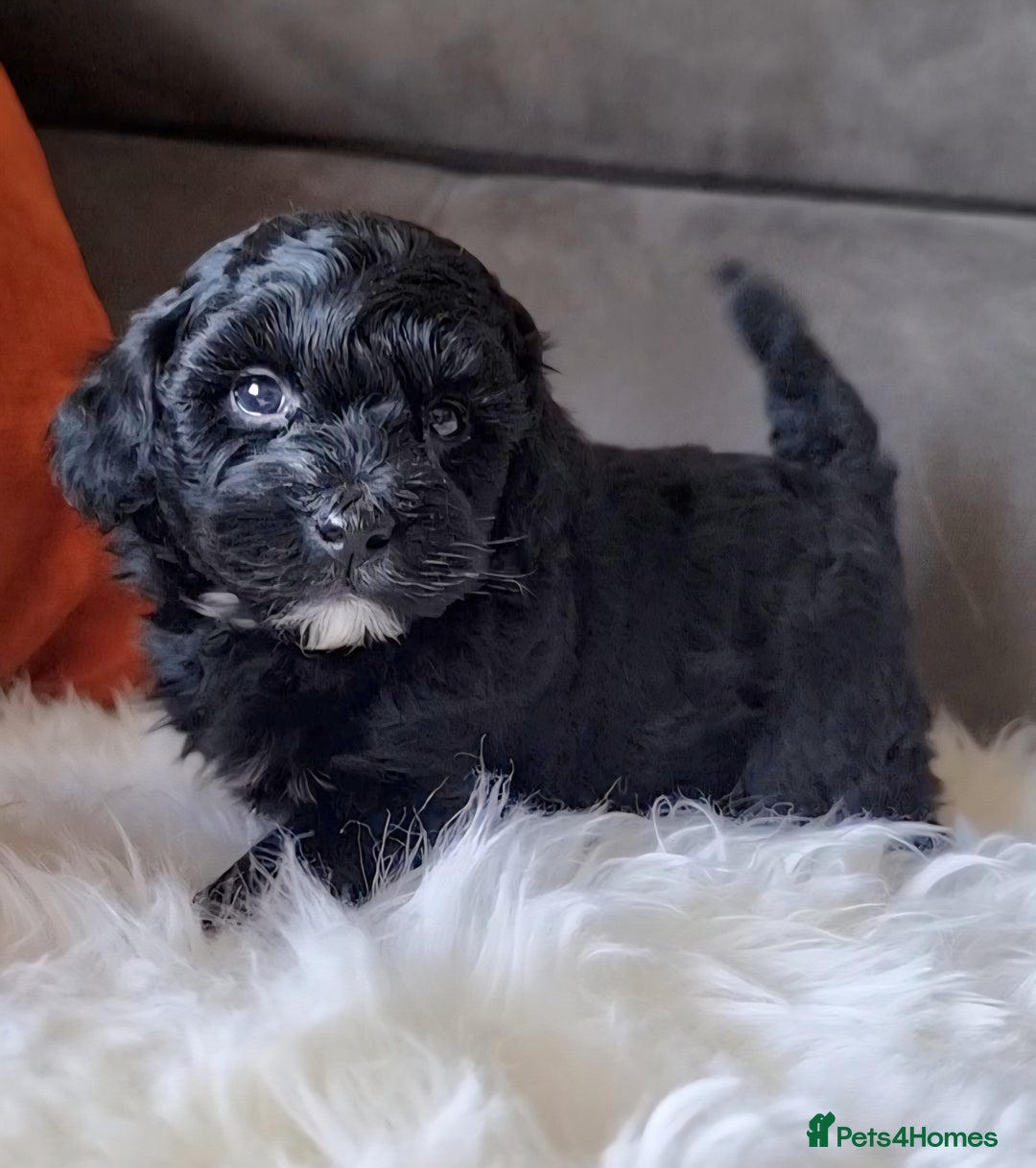 Shihpoo dogs for sale: Adorable best friend Shihpoo pups Fully Vaccinated - Advert 3