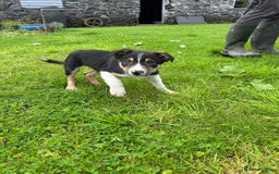 Border Collie dogs for sale: Border collie pups 🐶  - Image 8