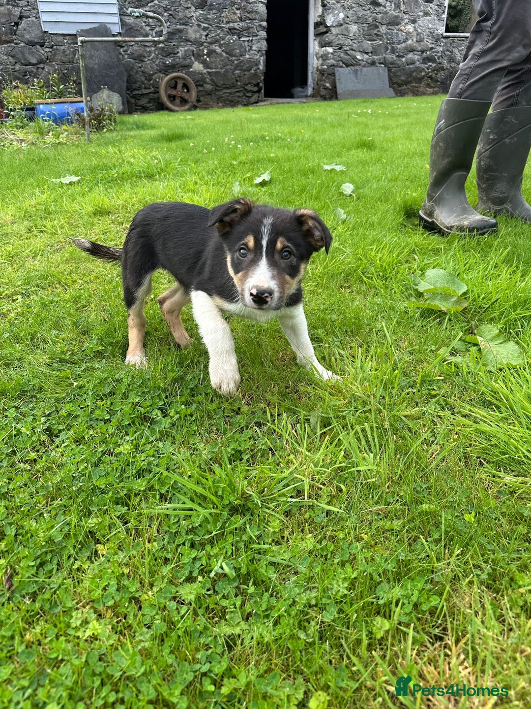 Border Collie dogs for sale: Border collie pups 🐶  - Image 8