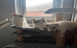 Ragdoll cats for sale: GCCF Ragdoll kittens ready now - Image 2