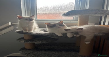 Ragdoll cats - Advert 8