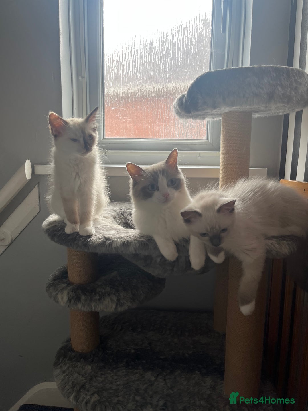 Ragdoll cats for sale: GCCF Ragdoll kittens ready now - Image 2