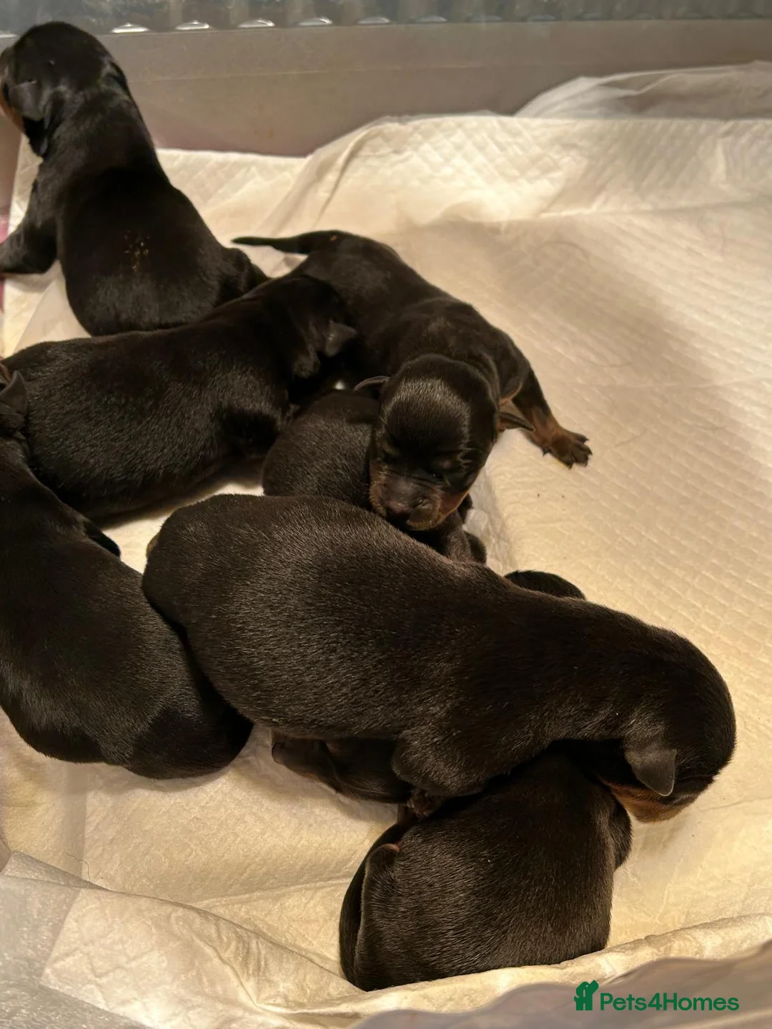 Rottweiler dogs for sale: Rottwiler puppies  - Advert 30