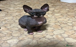 Sphynx cats for sale: 2 girls & 2 boys for sale  - Advert 5