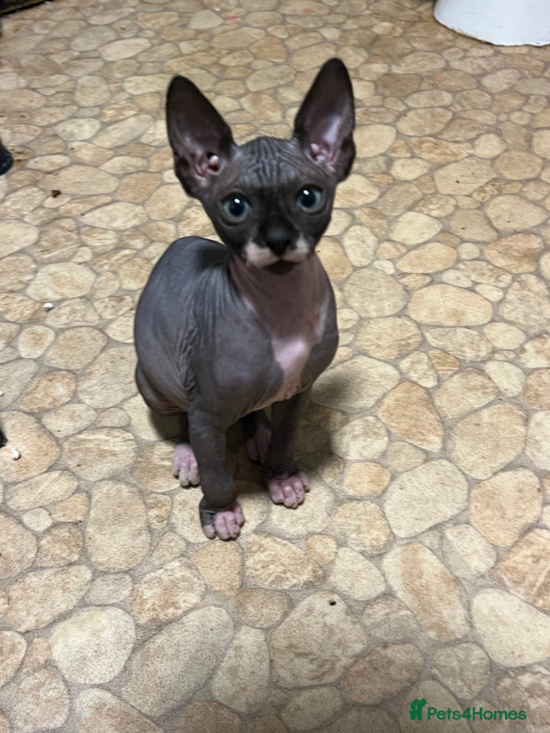 Sphynx cats for sale: 2 girls & 2 boys for sale  - Advert 5
