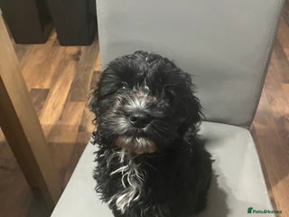 Cockapoo dogs - Advert 33