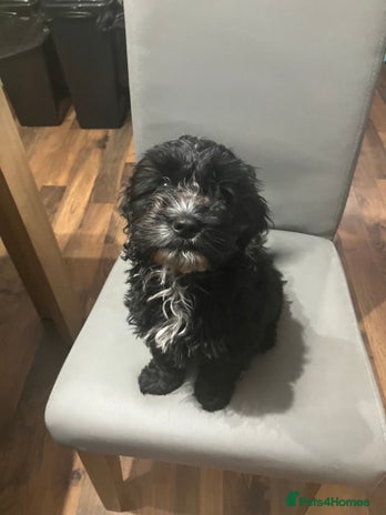 Cockapoo dogs - Advert 2