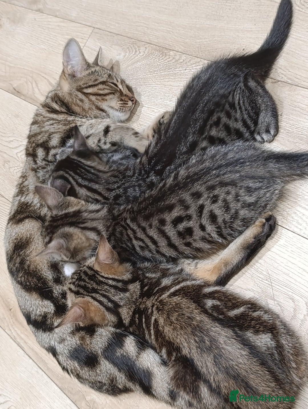Mixed Breed cats for sale: Beautiful mixed breed kittens - Image 2