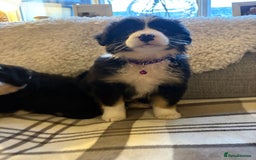 Bearded Collie dogs for sale: 💥3/4 beautiful BEARDIE BOY! 💥 - Advert 6