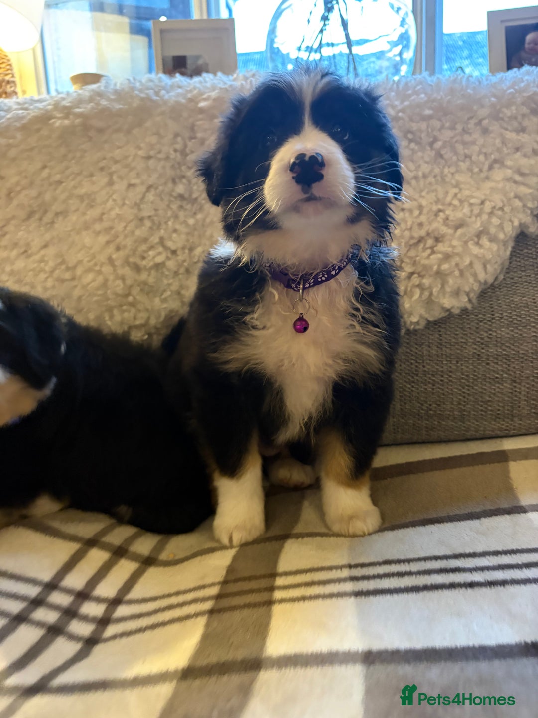 Bearded Collie dogs for sale: 💥3/4 beautiful BEARDIE BOY! 💥 - Advert 6