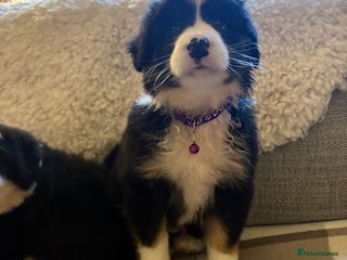 Bearded Collie dogs - Advert 2