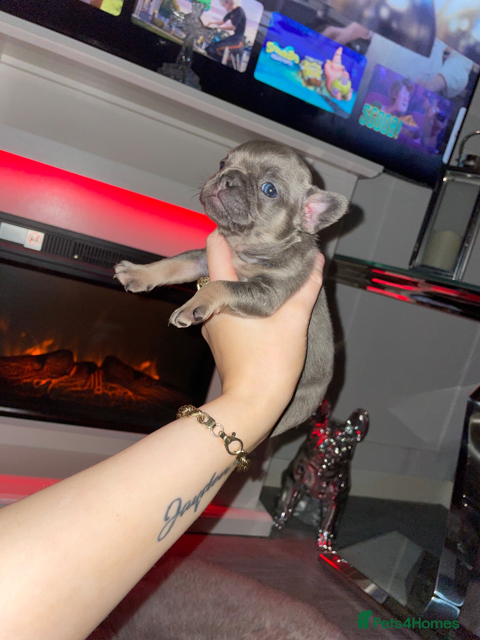 French Bulldog dogs Beautiful girl French bulldog puppy - Advert 2
