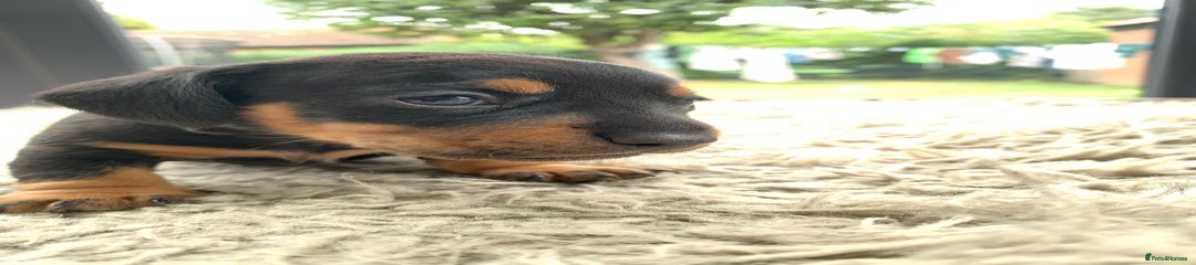 Miniature Dachshund Puppy 5