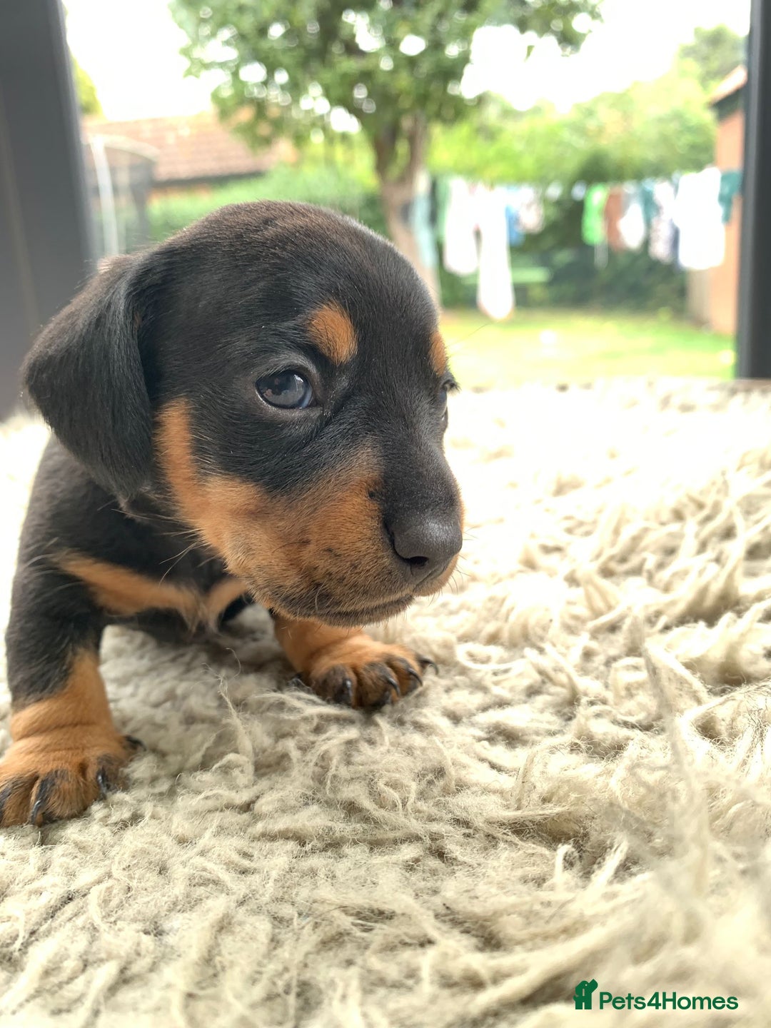Miniature Dachshund dogs for sale: Quality KC Miniature Dachshund Puppies - Image 13