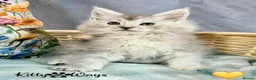 Maine Coon cats for sale: 🐾💠 *TICA REG* SILVER MAINE COON KITTENS 💠🐾 - Advert 6