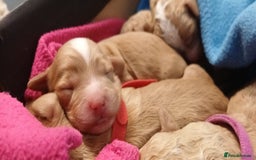 Cockapoo dogs for sale: Gorgeous cockapoo puppies - Image 3