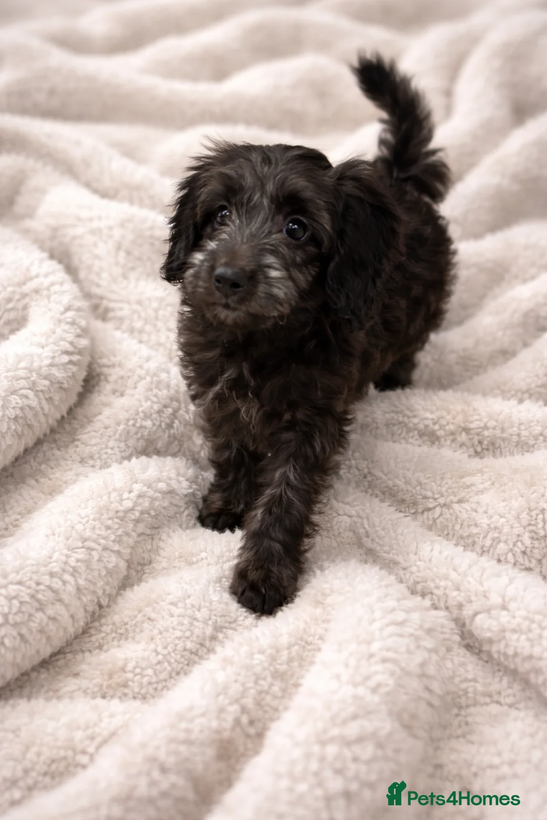 Cockapoo dogs for sale: F2  Beautiful Girl cockapoo left - Advert 2